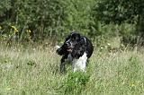 SPRINGER SPANIEL 024